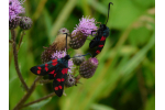 Litomyšlská entomologie a Fauna na poštovních známkách
