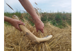 Cyklus archeologických přednášek