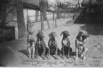 Psinec K. POdhajského, 18.3.1921, zleva: Stella Osík, Rigo-Wanda, Toska, Dora, Dor